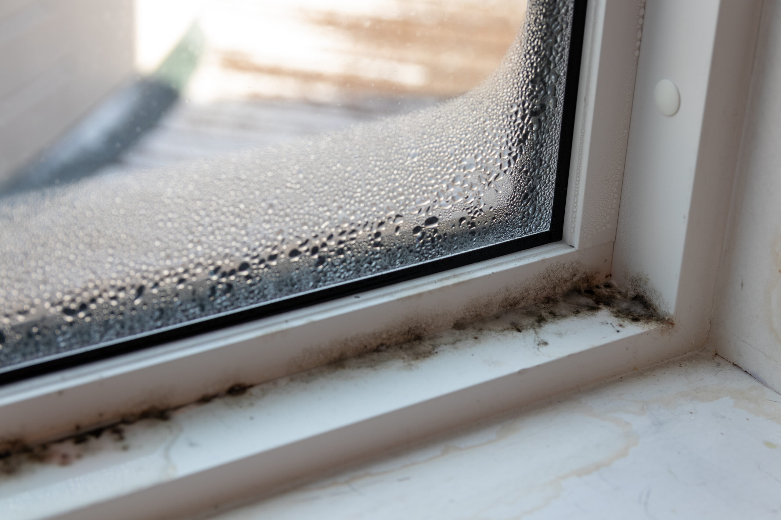 Moist mold and fungus in window and frame