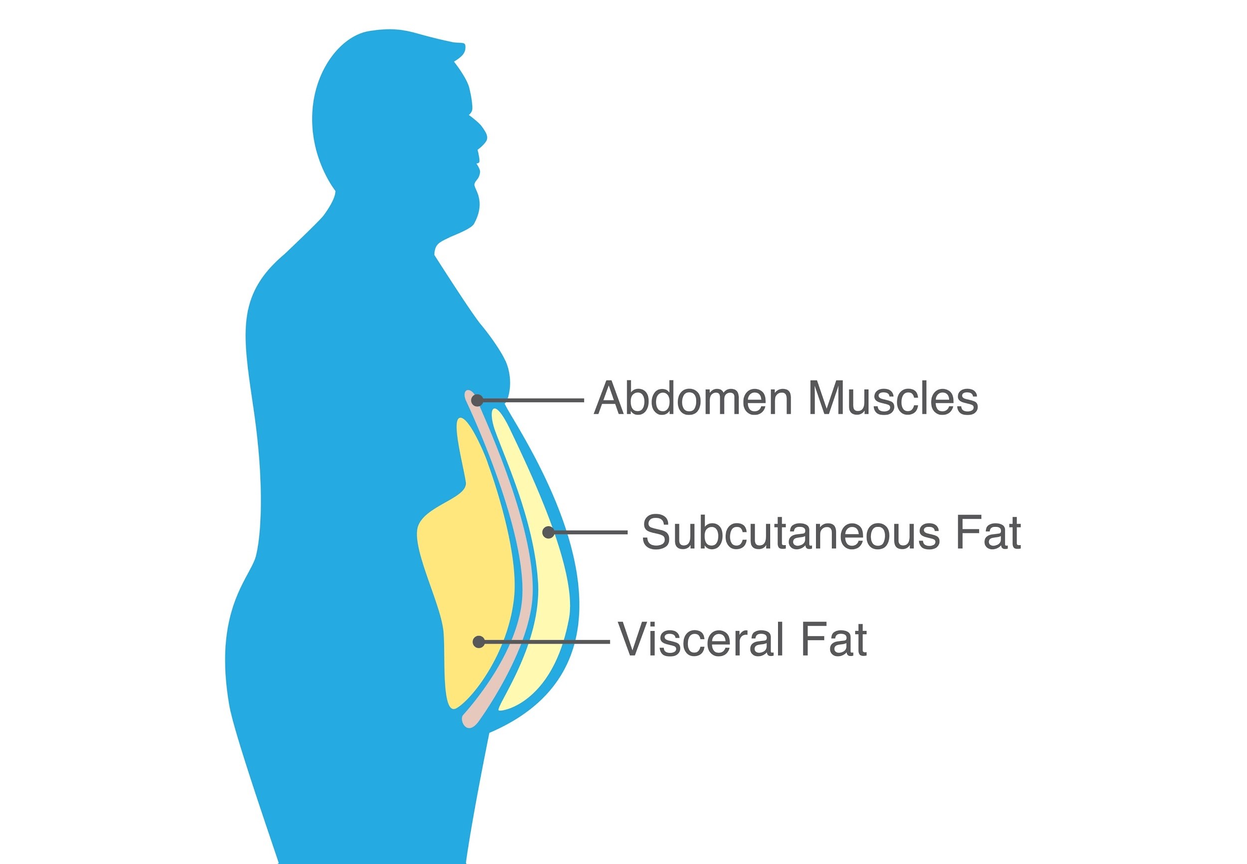 Female hormone cycle