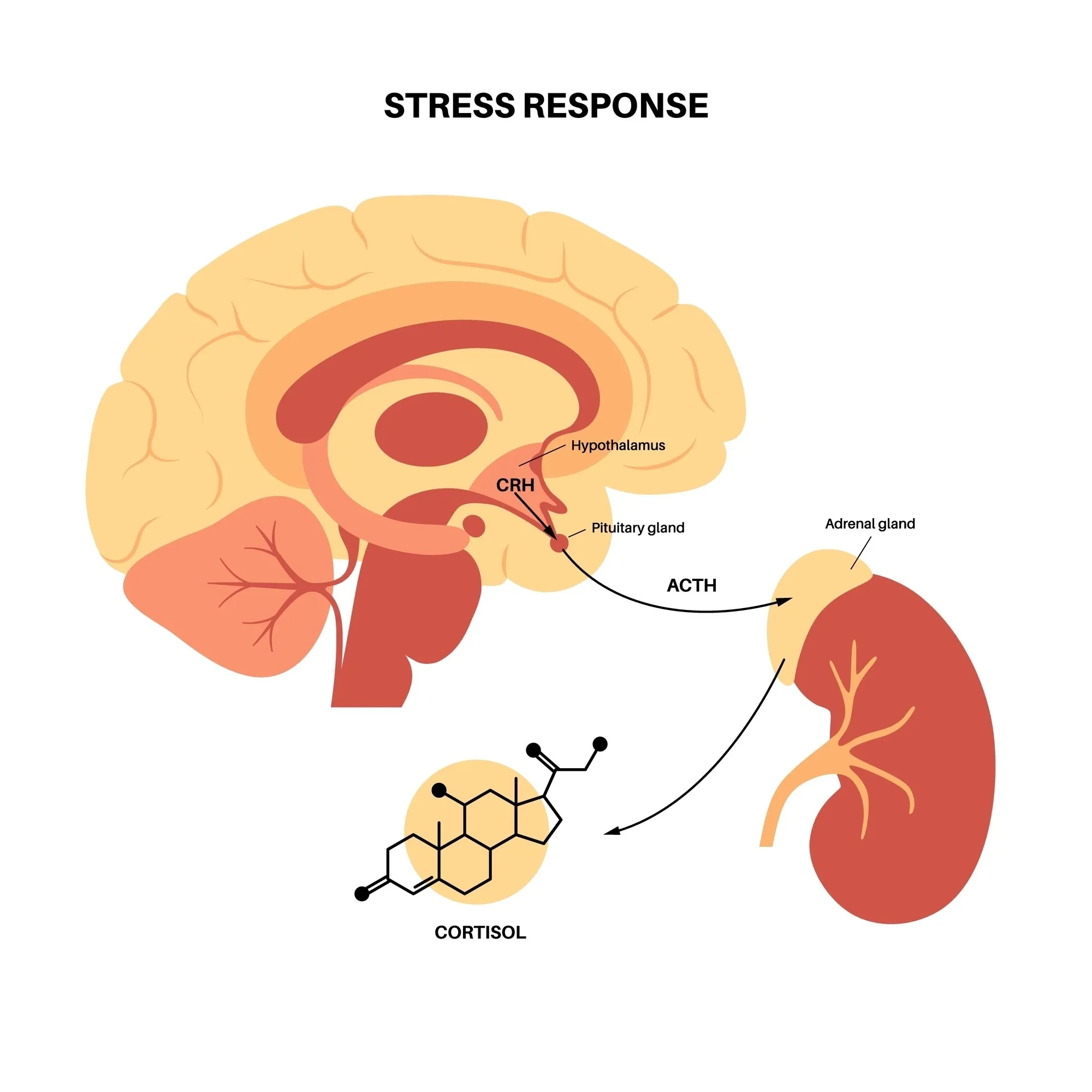 HPA Axis Dysfunction: The Real Cause of Your Adrenal Fatigue Symptoms