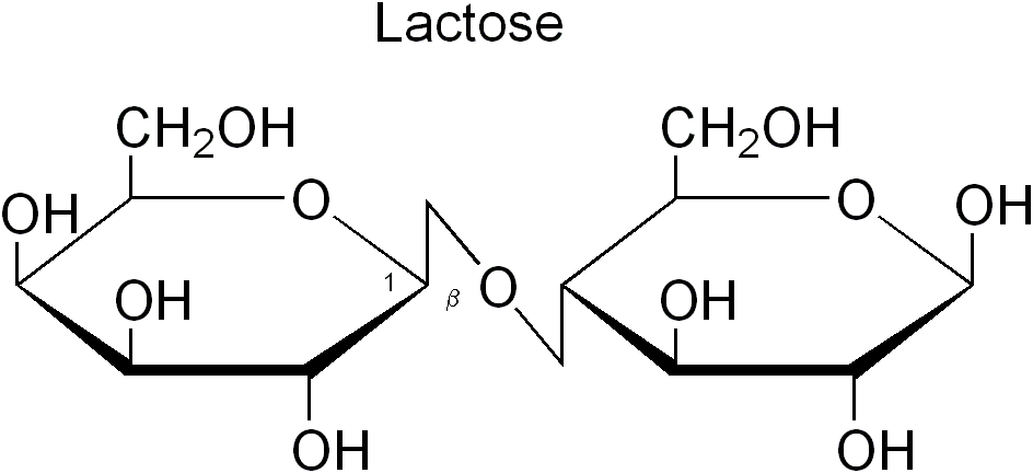 lactose intolerance